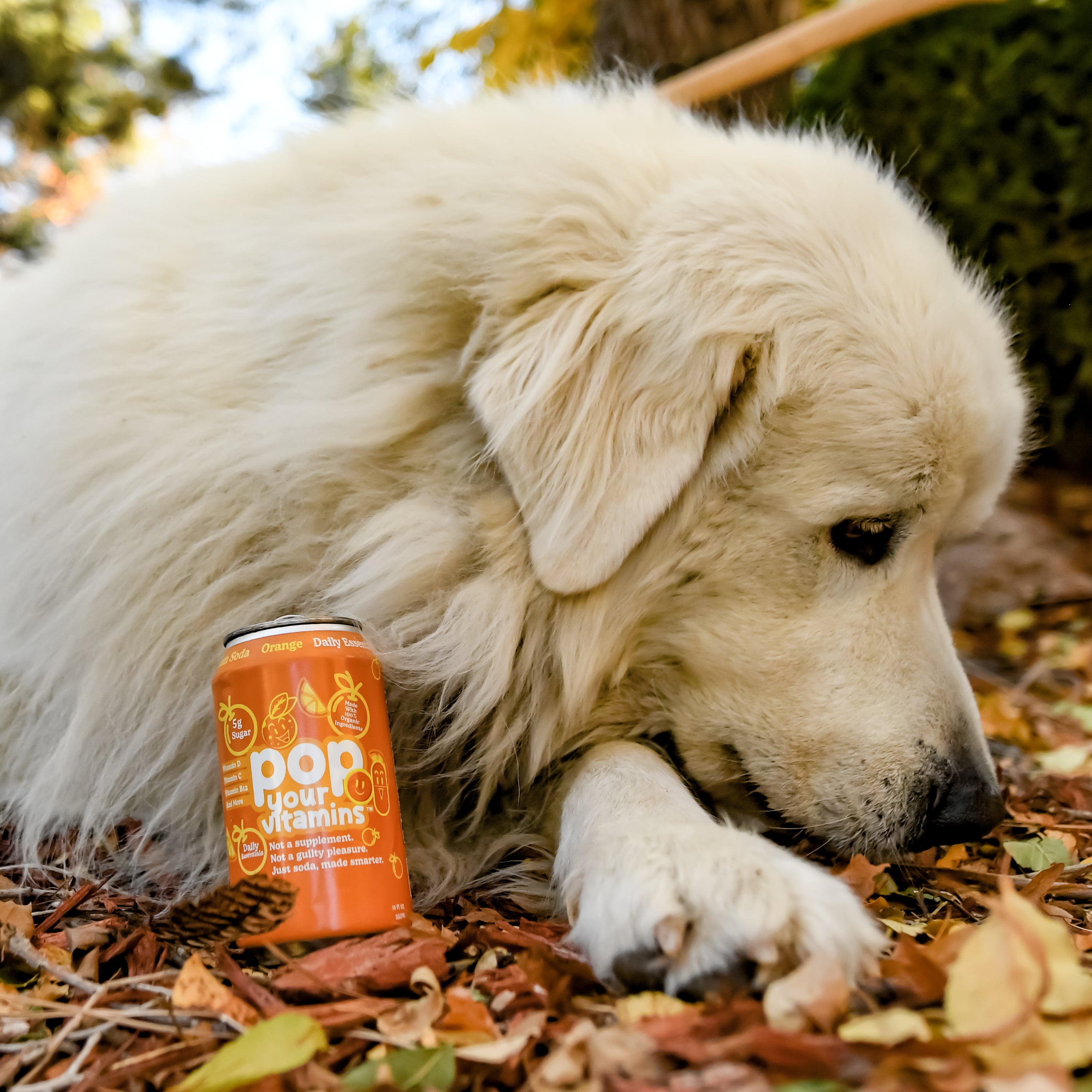 Orange Cream – Daily Essentials